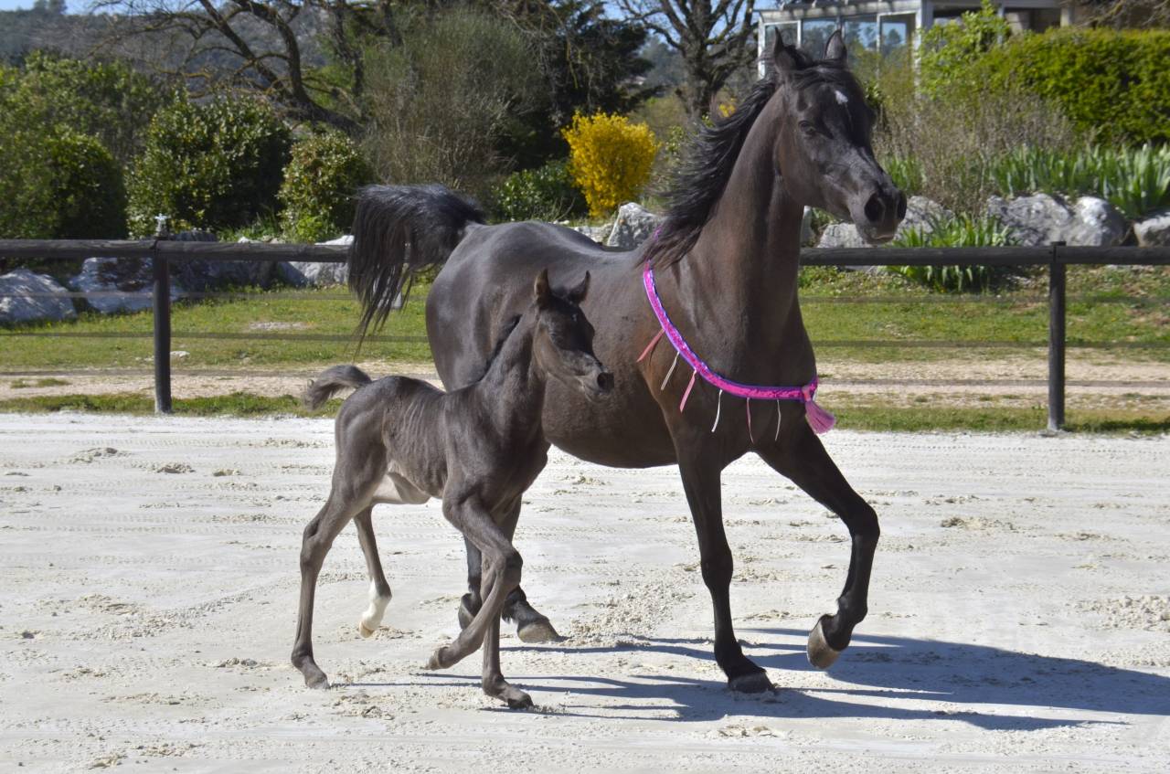 Filly Arabian Thoroughbred For sale 2026 Black