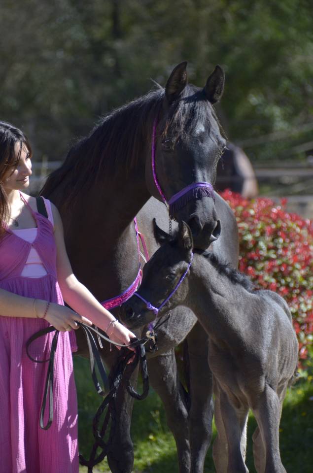 Filly Arabian Thoroughbred For sale 2026 Black