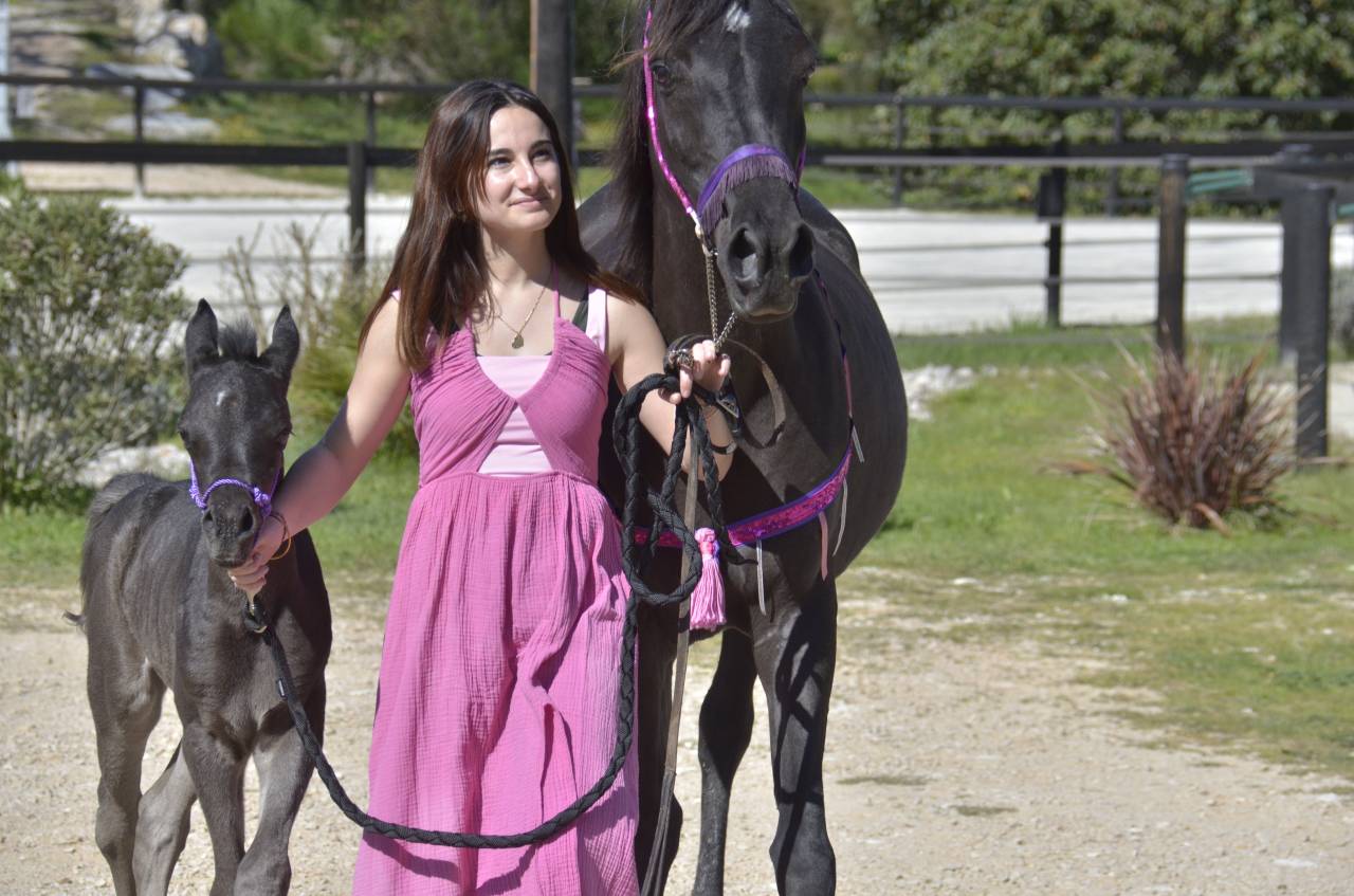 Filly Arabian Thoroughbred For sale 2026 Black