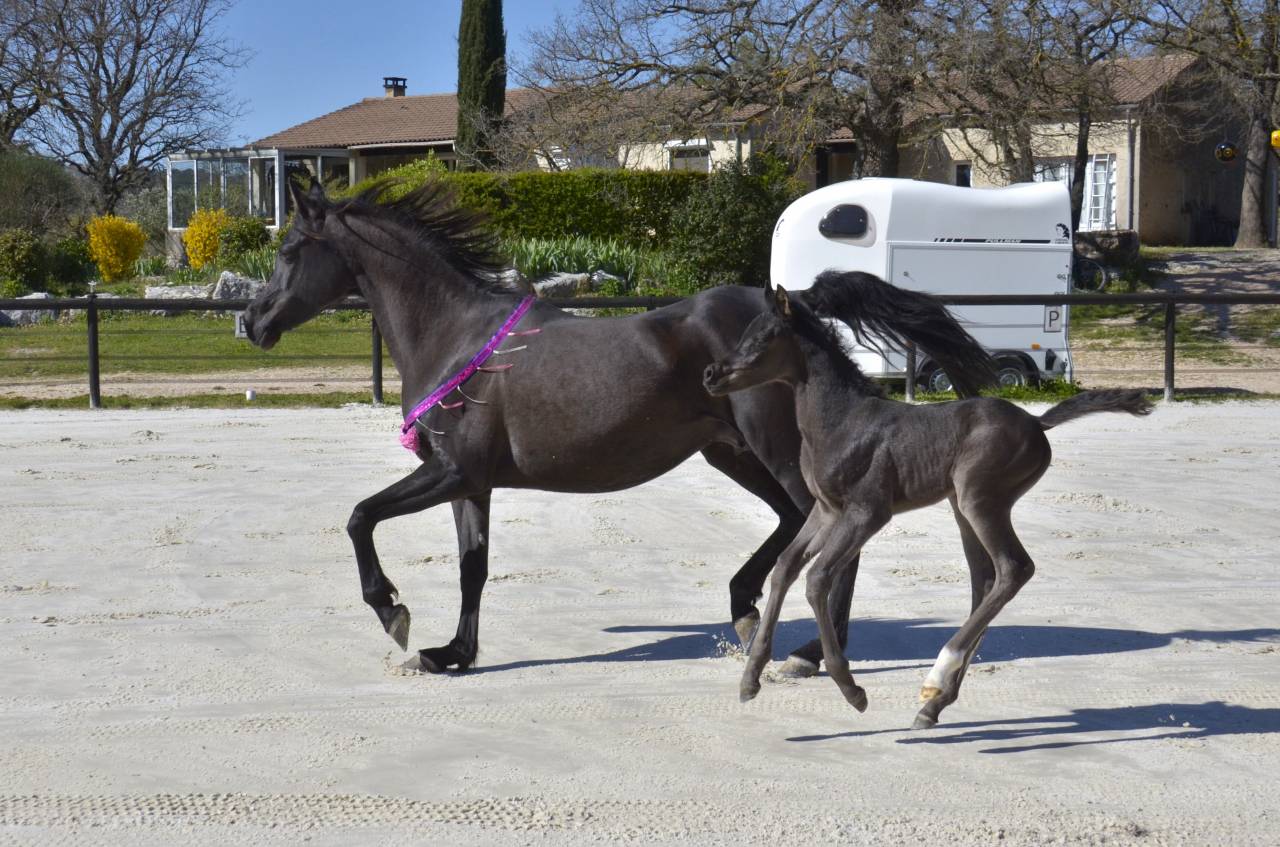 Filly Arabian Thoroughbred For sale 2026 Black