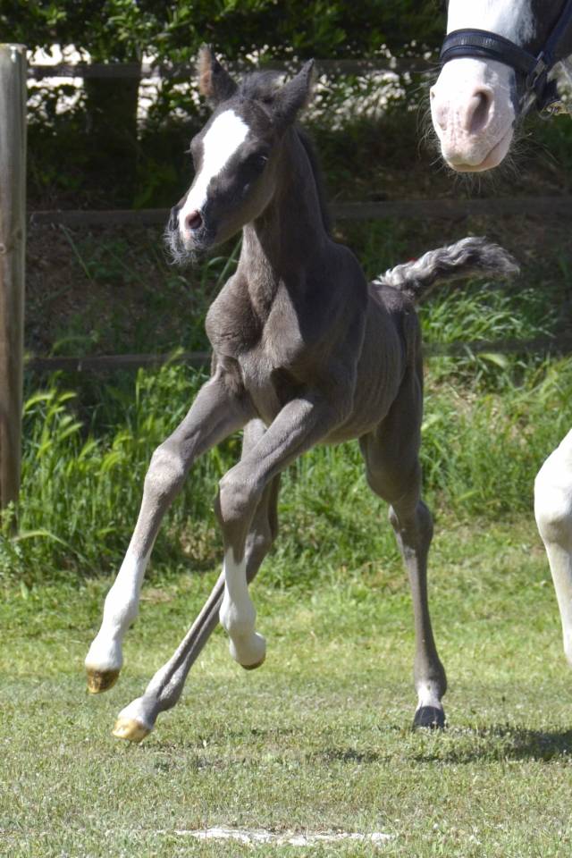 Colt Arabian Half Blood For sale 2026 Black