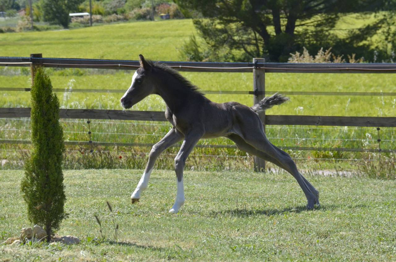 Colt Arabian Half Blood For sale 2026 Black