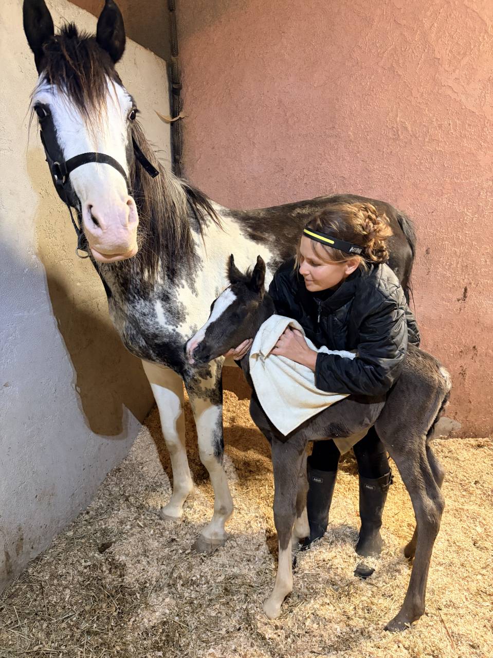 Colt Arabian Half Blood For sale 2026 Black