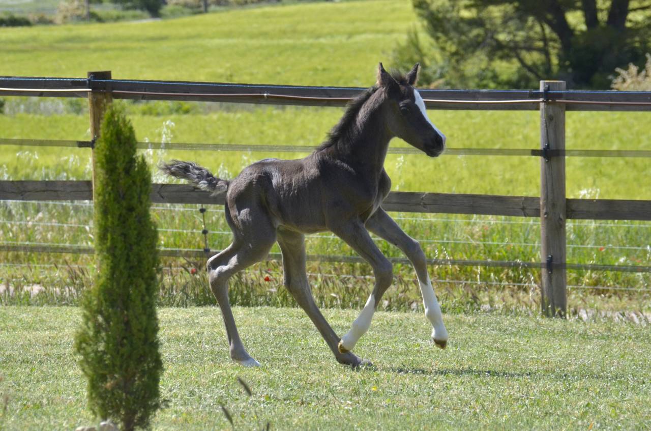 Colt Arabian Half Blood For sale 2026 Black