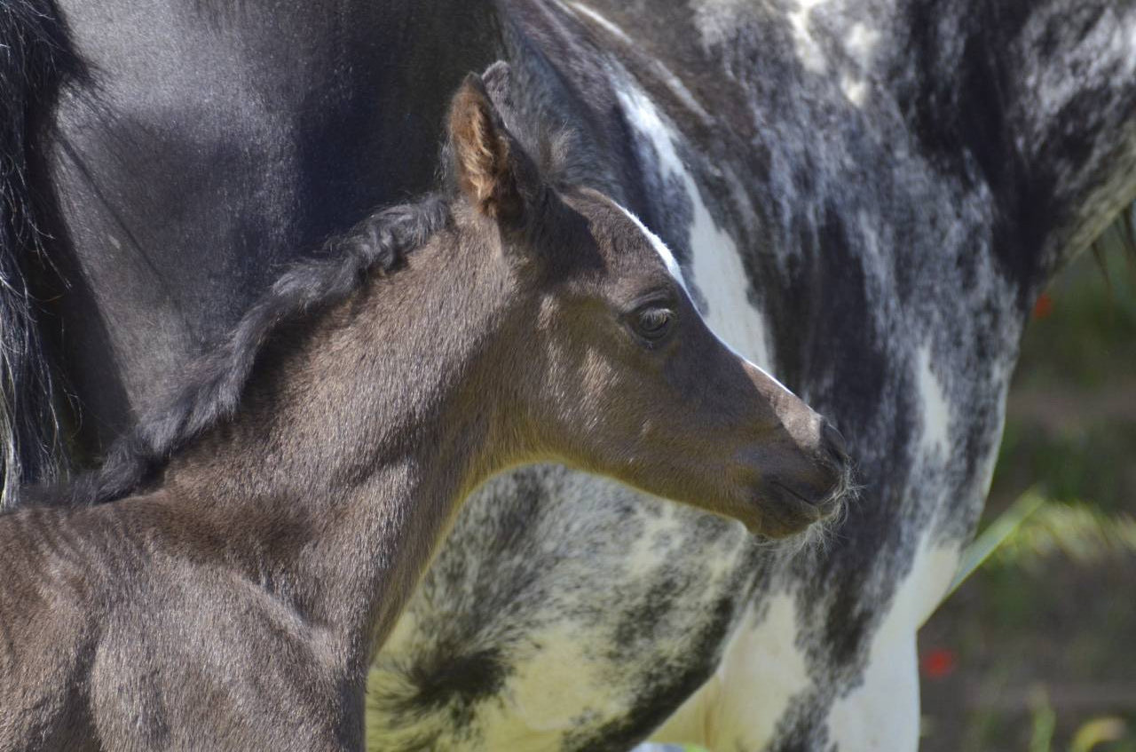 Colt Arabian Half Blood For sale 2026 Black