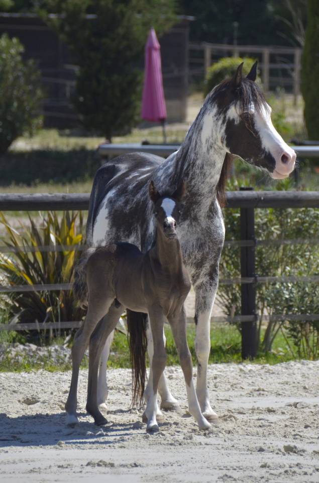 Colt Arabian Half Blood For sale 2026 Black