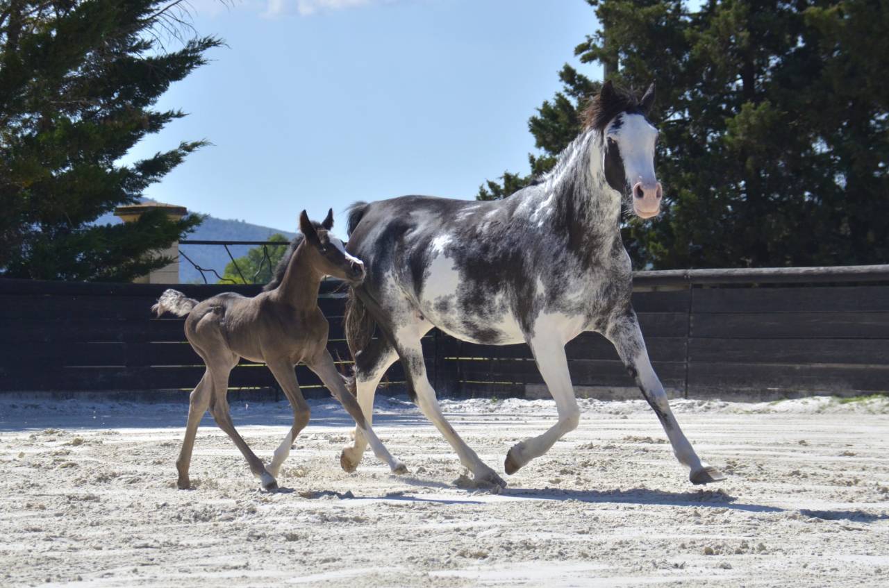 Colt Arabian Half Blood For sale 2026 Black