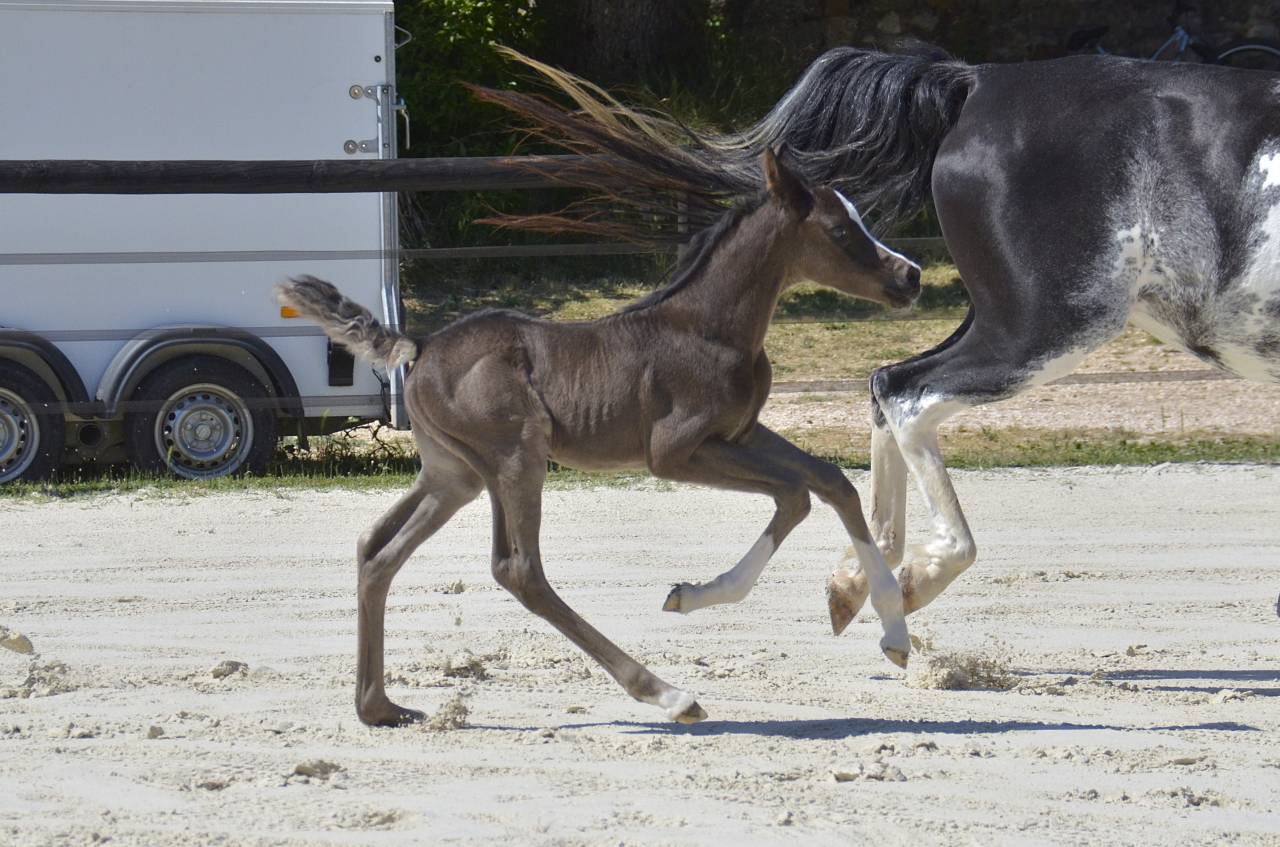 Colt Arabian Half Blood For sale 2026 Black
