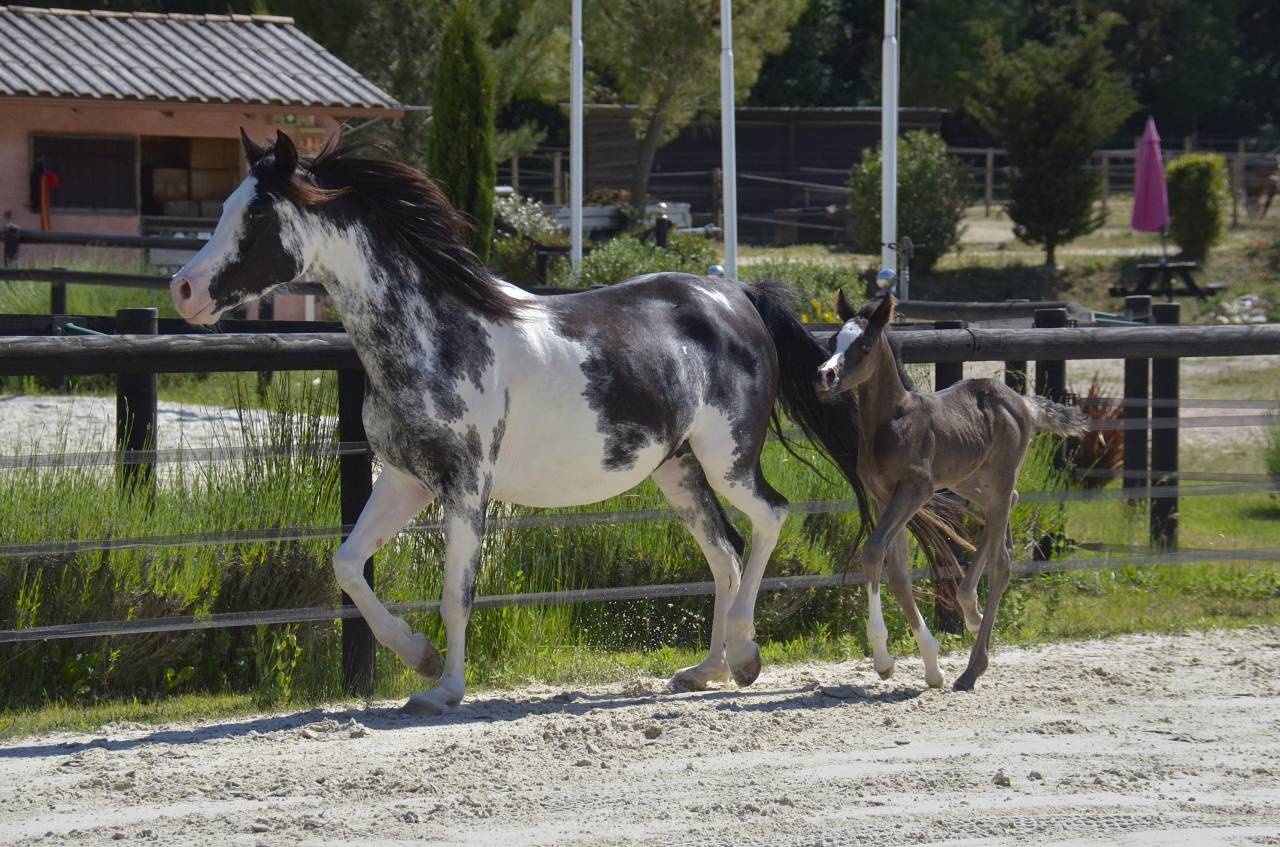 Colt Arabian Half Blood For sale 2026 Black