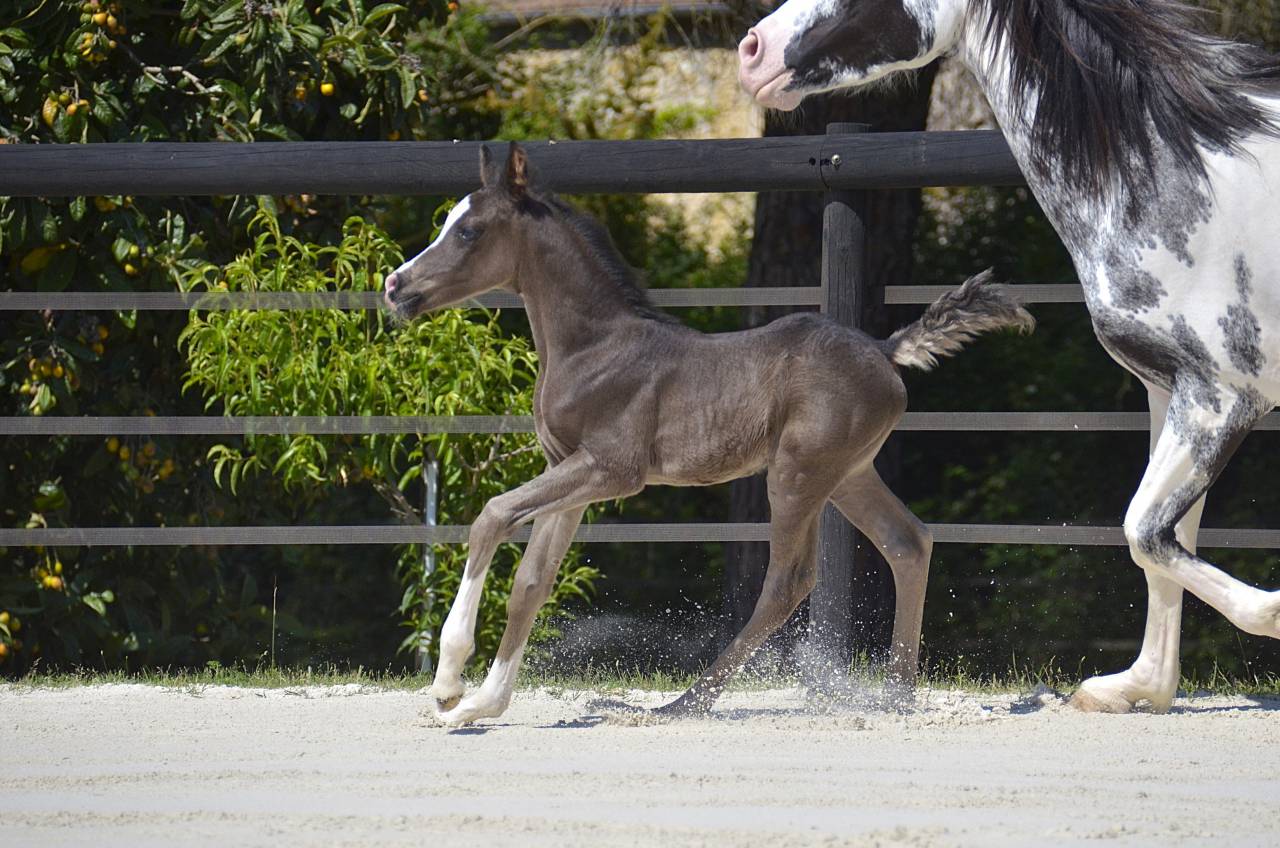 Colt Arabian Half Blood For sale 2026 Black