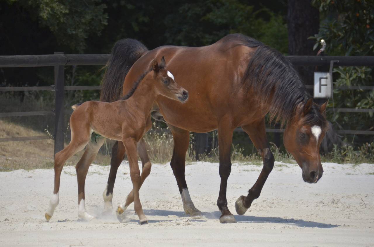 Colt Arabian Thoroughbred For sale 2026 Bay