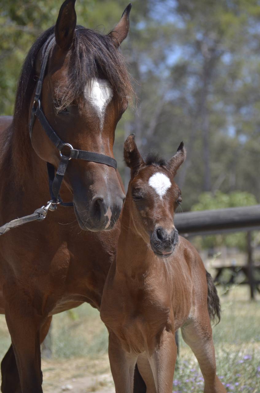 Colt Arabian Thoroughbred For sale 2026 Bay