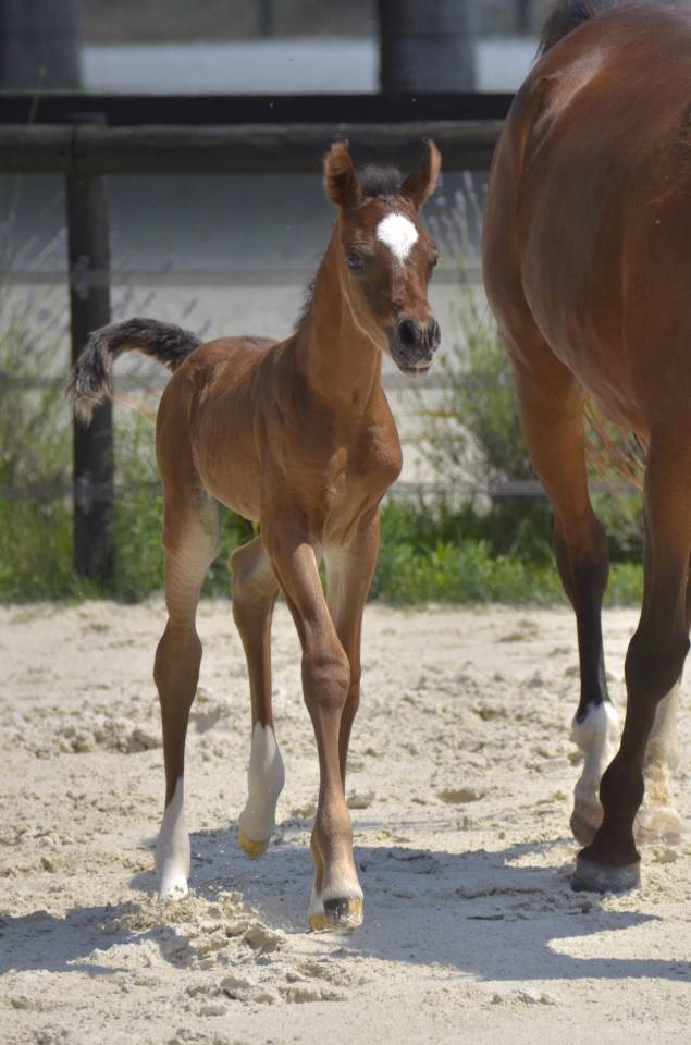Colt Arabian Thoroughbred For sale 2026 Bay