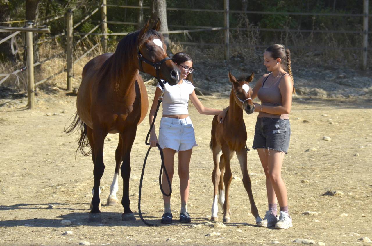 Colt Arabian Thoroughbred For sale 2026 Bay