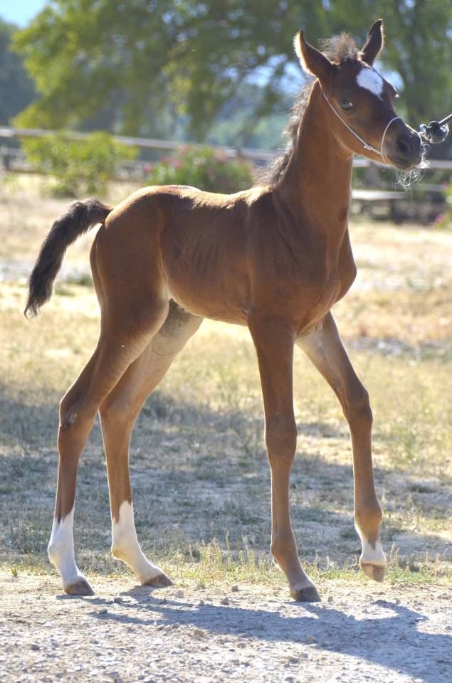 Colt Arabian Thoroughbred For sale 2026 Bay