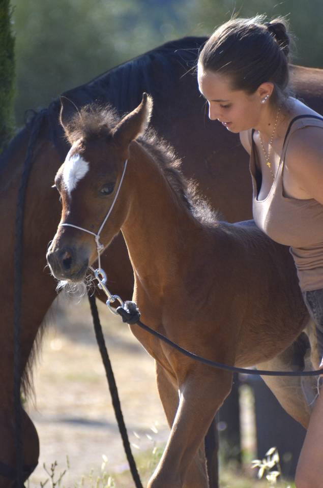 Colt Arabian Thoroughbred For sale 2026 Bay