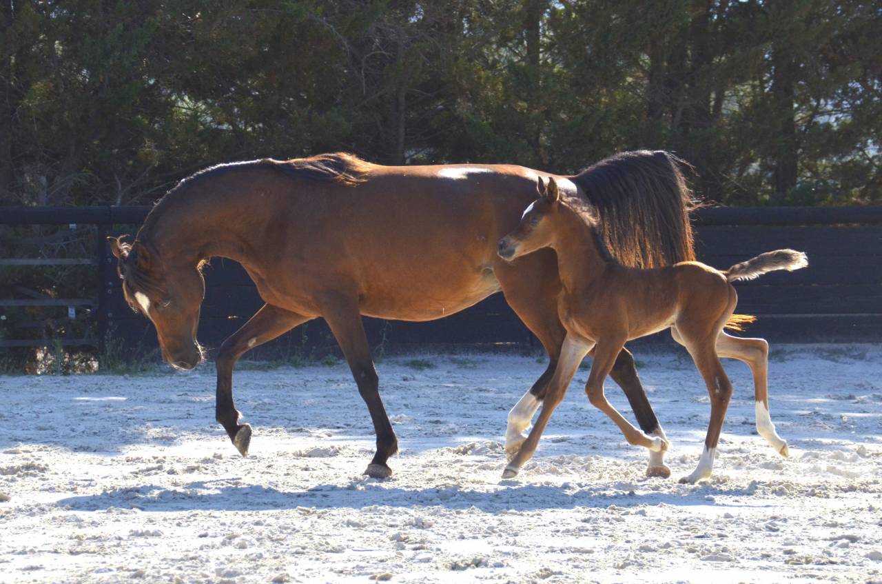Colt Arabian Thoroughbred For sale 2026 Bay