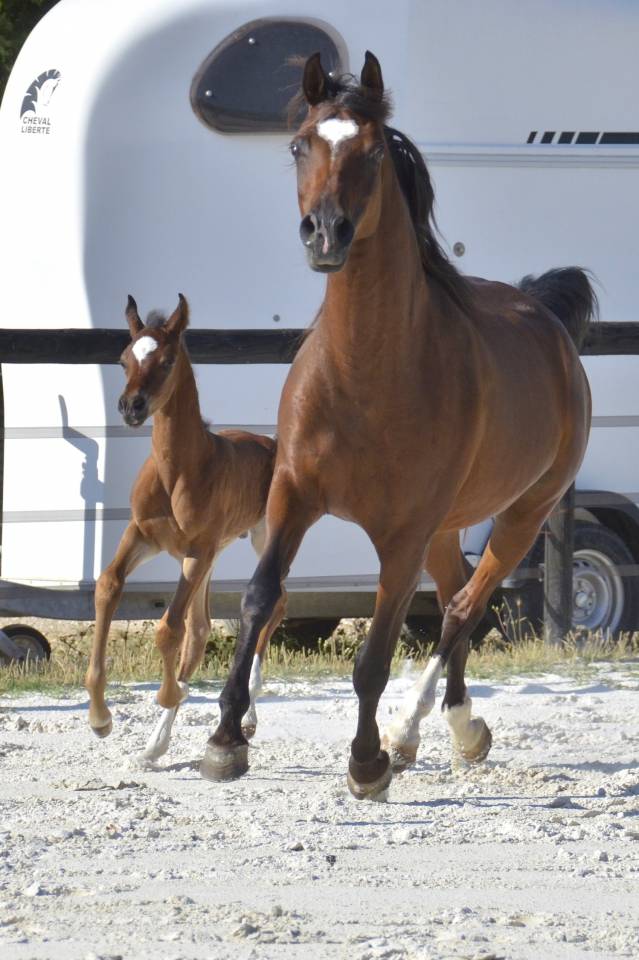 Colt Arabian Thoroughbred For sale 2026 Bay