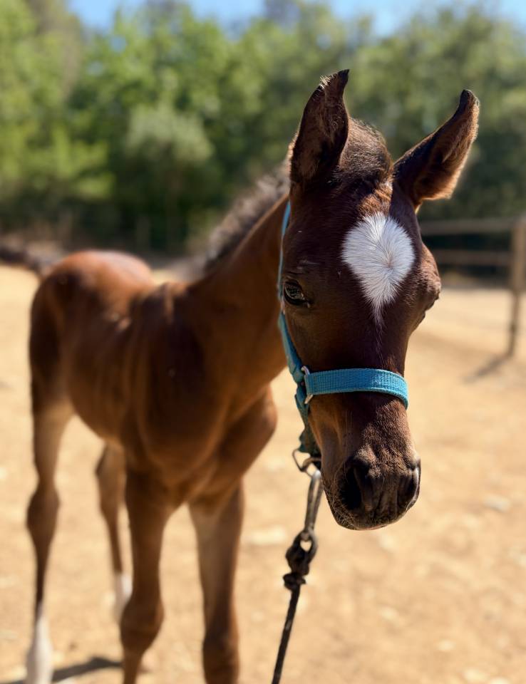 Colt Arabian Thoroughbred For sale 2026 Bay