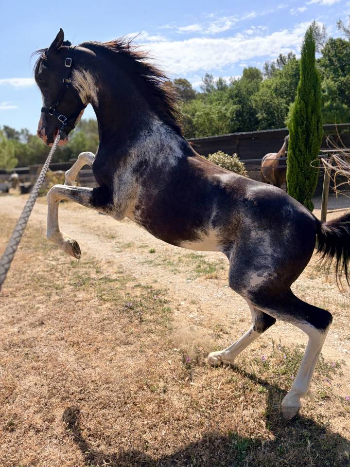 Colt Arabian Thoroughbred For sale 2026 Bay