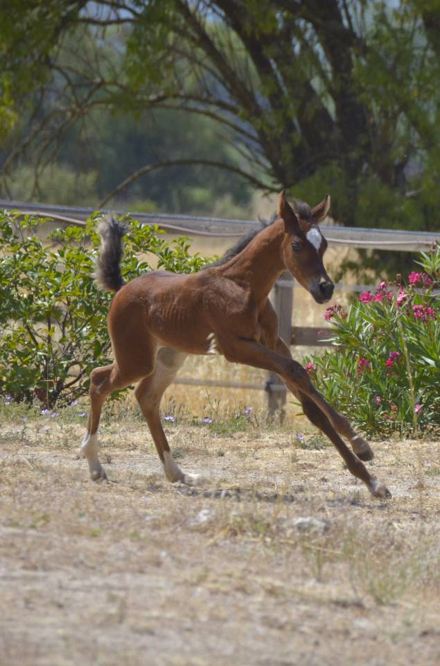 Colt Arabian Thoroughbred For sale 2026 Bay