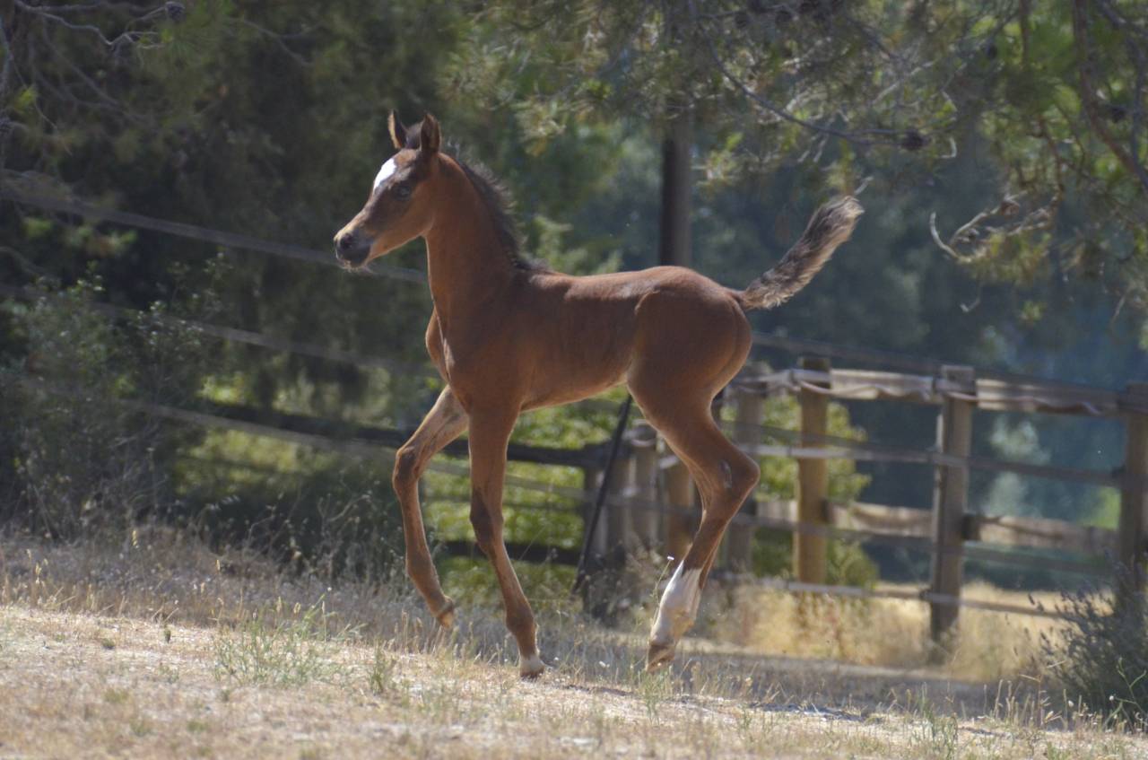 Colt Arabian Thoroughbred For sale 2026 Bay