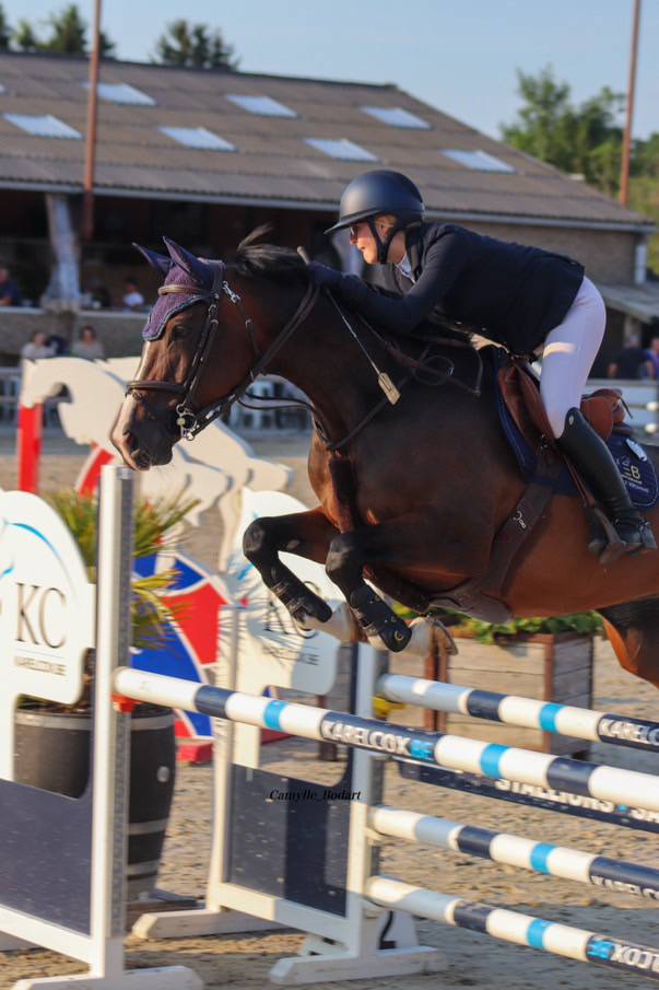 Mare BWP Belgian Warmblood For sale 2014 Bay