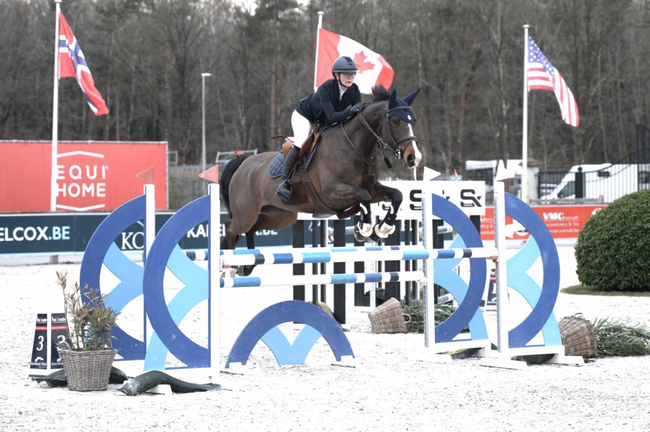 Mare BWP Belgian Warmblood For sale 2014 Bay
