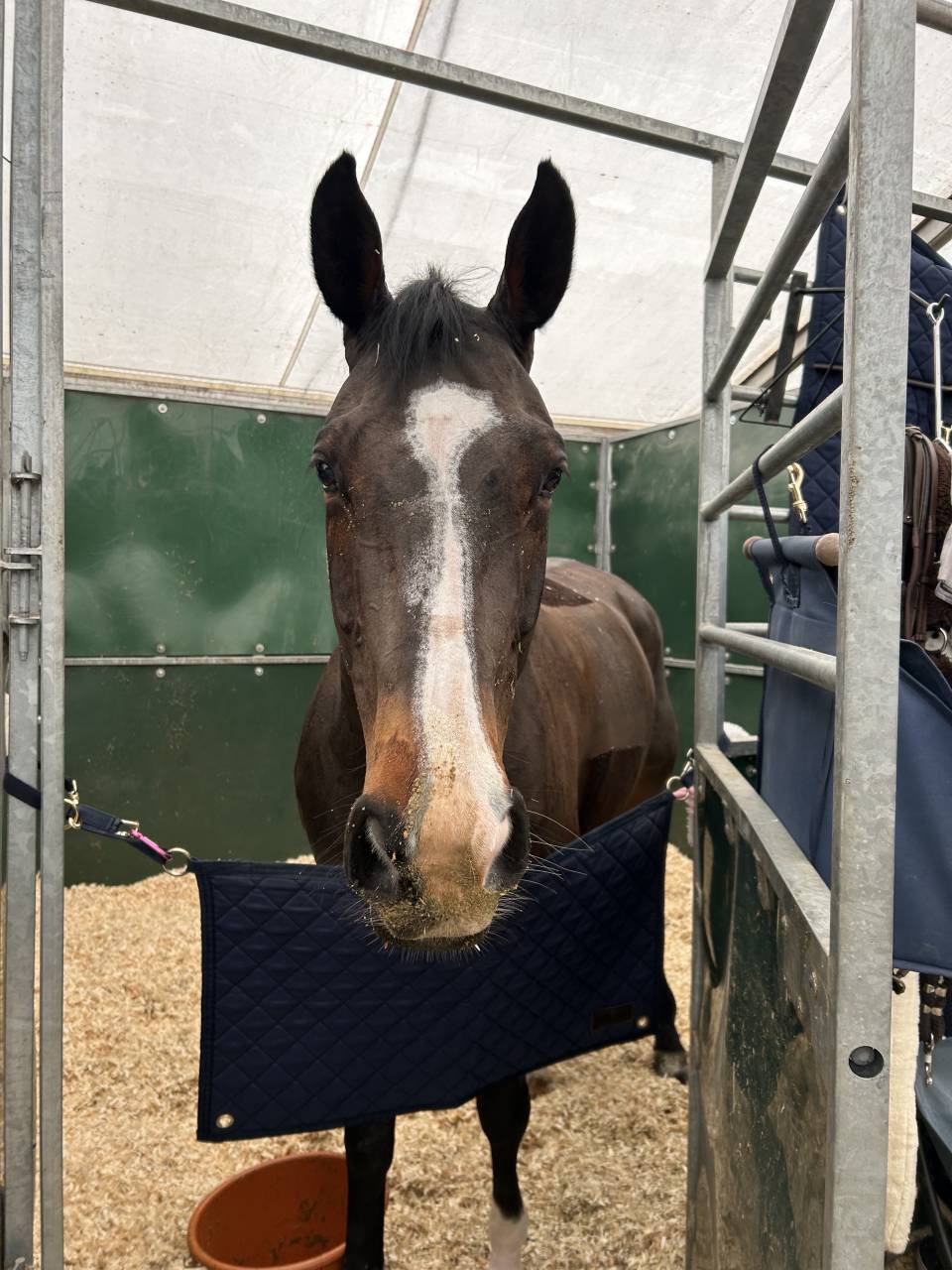 Mare BWP Belgian Warmblood For sale 2014 Bay