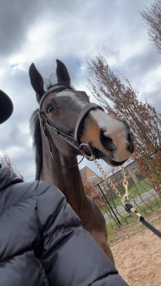 Mare BWP Belgian Warmblood For sale 2014 Bay