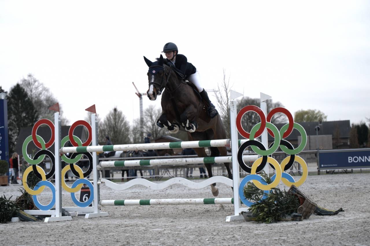 Mare BWP Belgian Warmblood For sale 2014 Bay