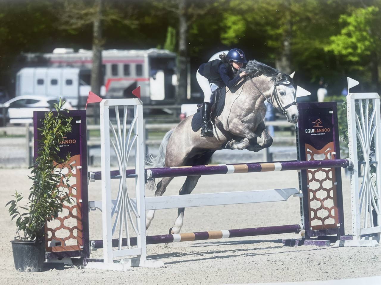 Stallion Connemara For sale 2017 Palomino