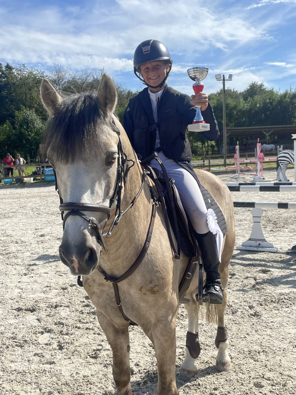 Stallion Connemara For sale 2017 Palomino