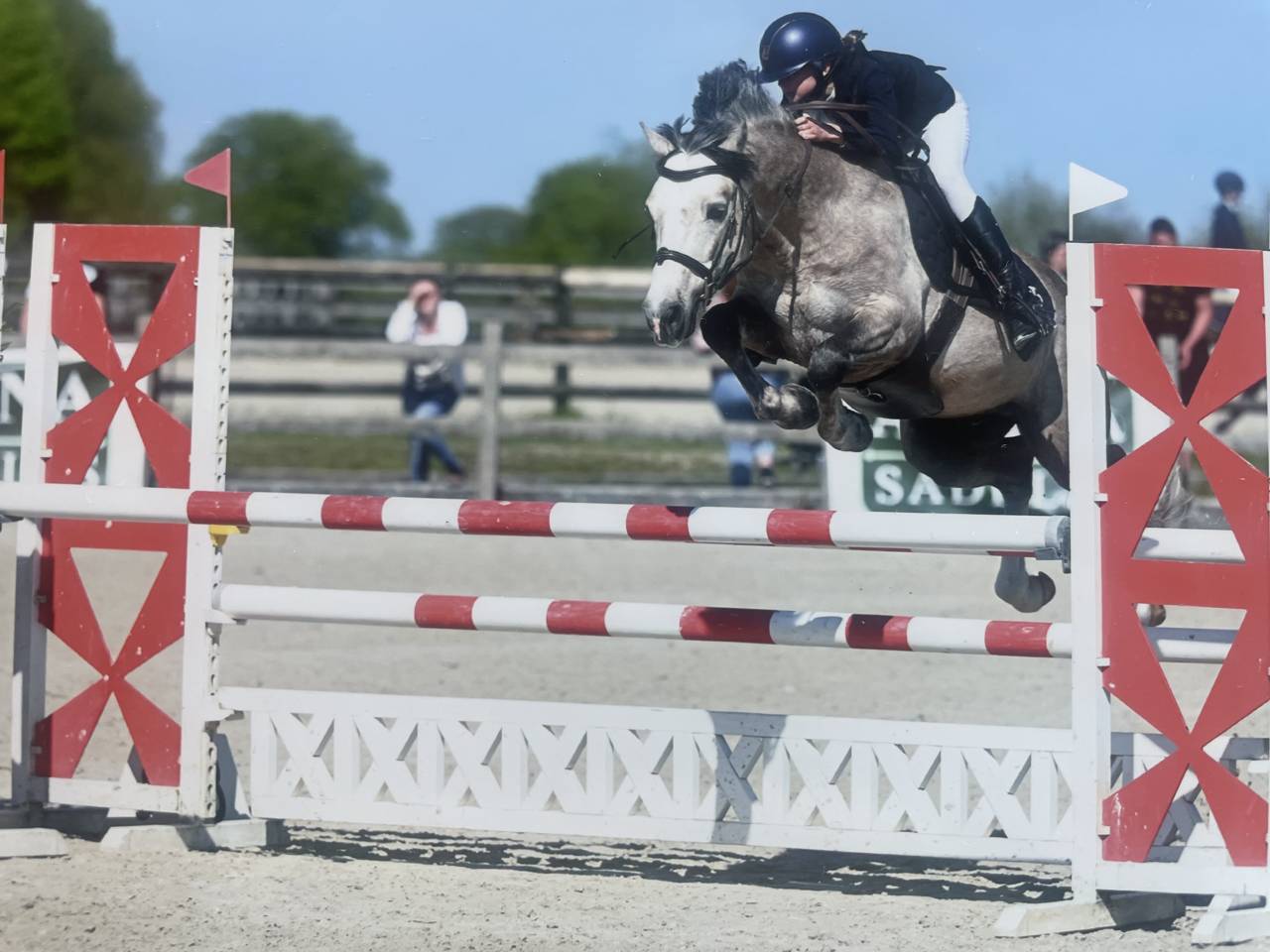 Stallion Connemara For sale 2017 Palomino