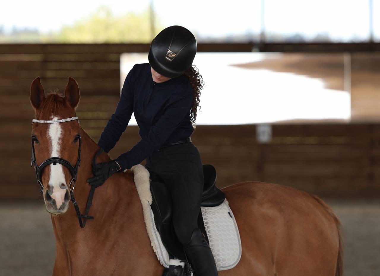 Gelding Dutch Riding Pony For sale 2017 Chesnut