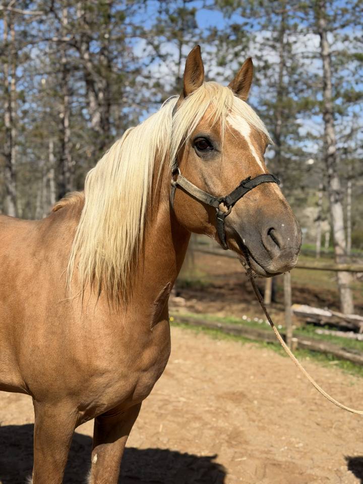 Entire Barb Arabian For sale 2017 Palomino