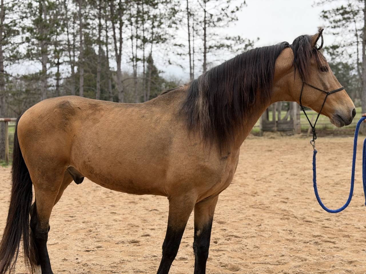 Gelding Barb Arabian For sale 2020 Buckskin