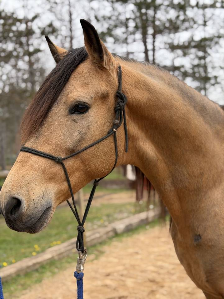 Gelding Barb Arabian For sale 2020 Buckskin