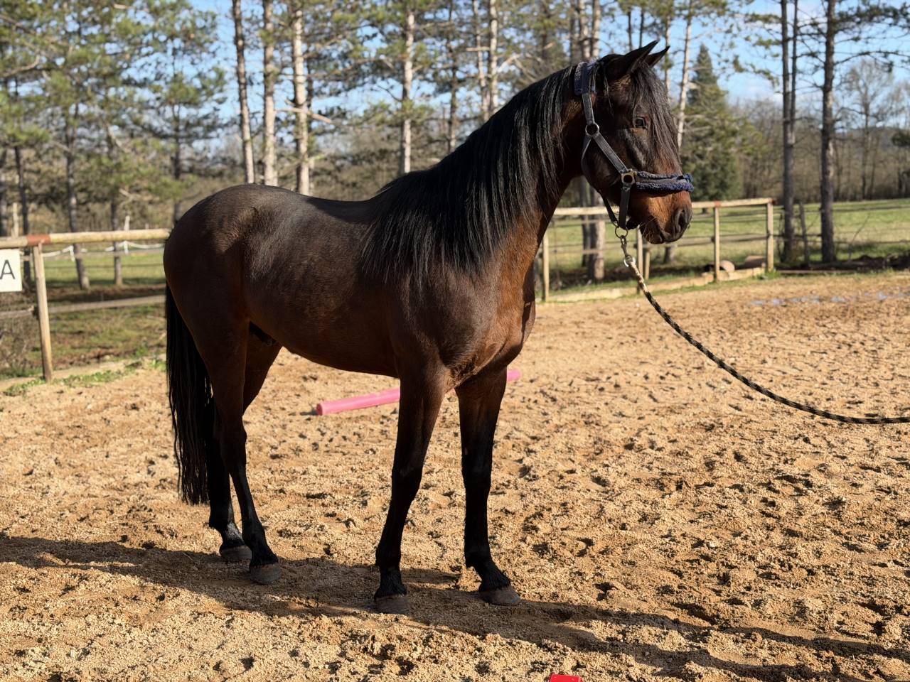 Gelding Barb Arabian For sale 2022 Bay
