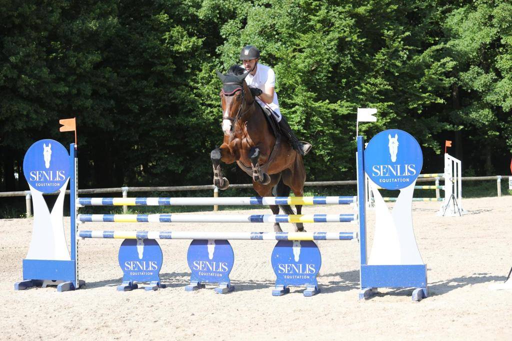 Gelding Selle Fran&ccedil;ais For sale 2014 Dark Bay