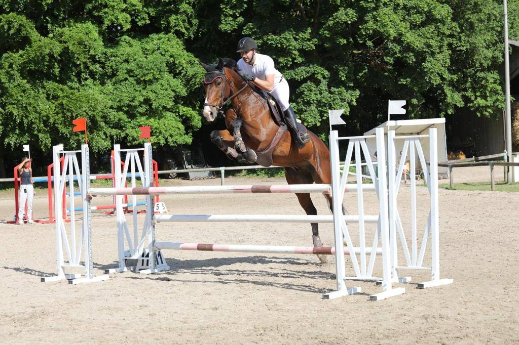 Gelding Selle Fran&ccedil;ais For sale 2014 Dark Bay