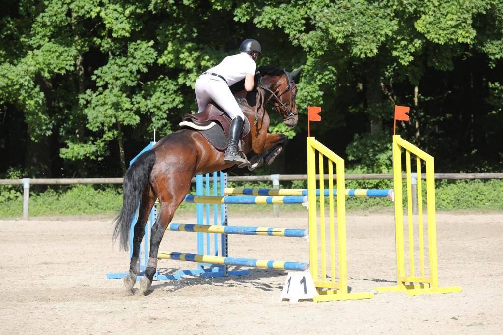 Gelding Selle Fran&ccedil;ais For sale 2014 Dark Bay