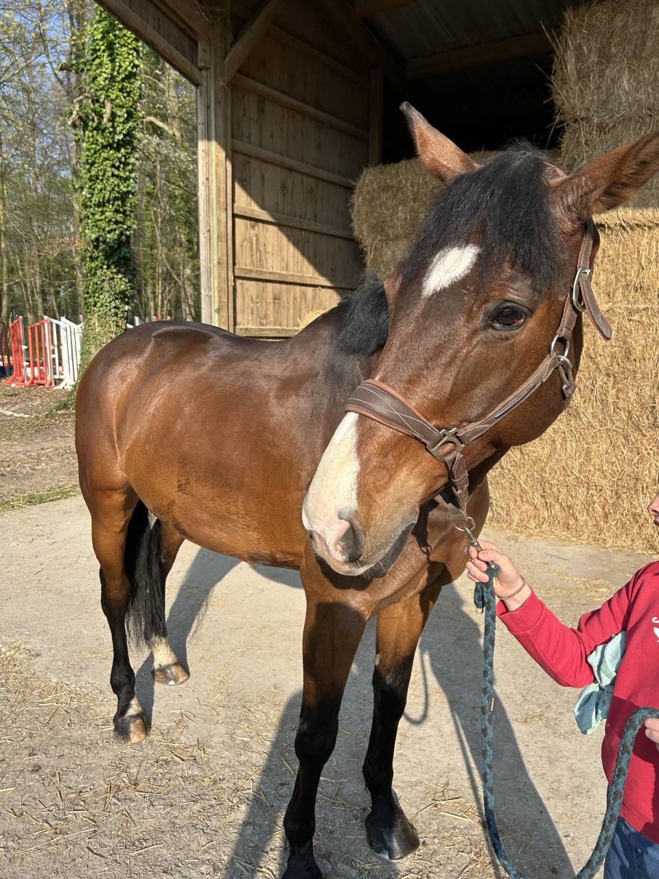 Gelding Selle Fran&ccedil;ais For sale 2014 Dark Bay