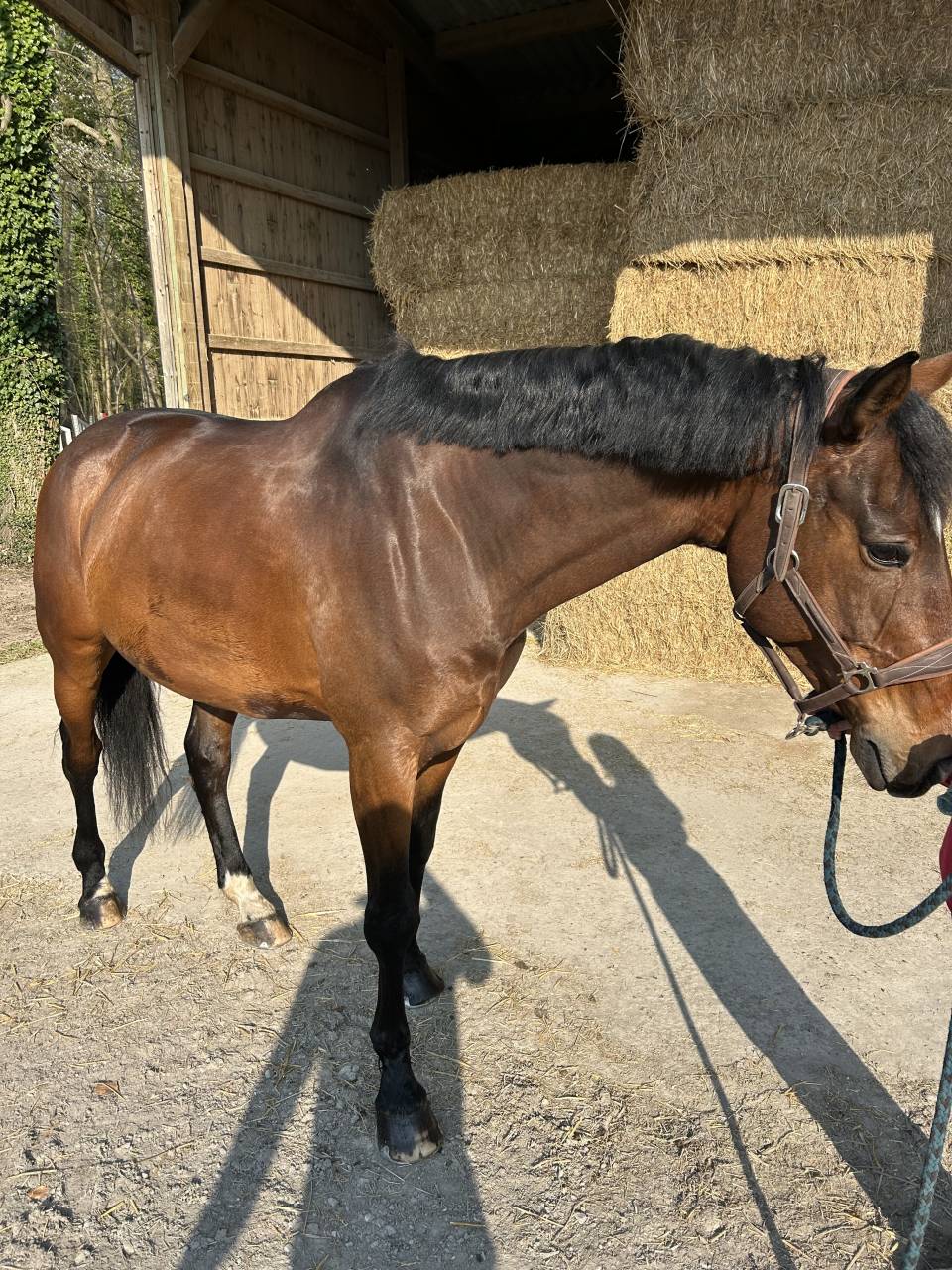 Gelding Selle Fran&ccedil;ais For sale 2014 Dark Bay