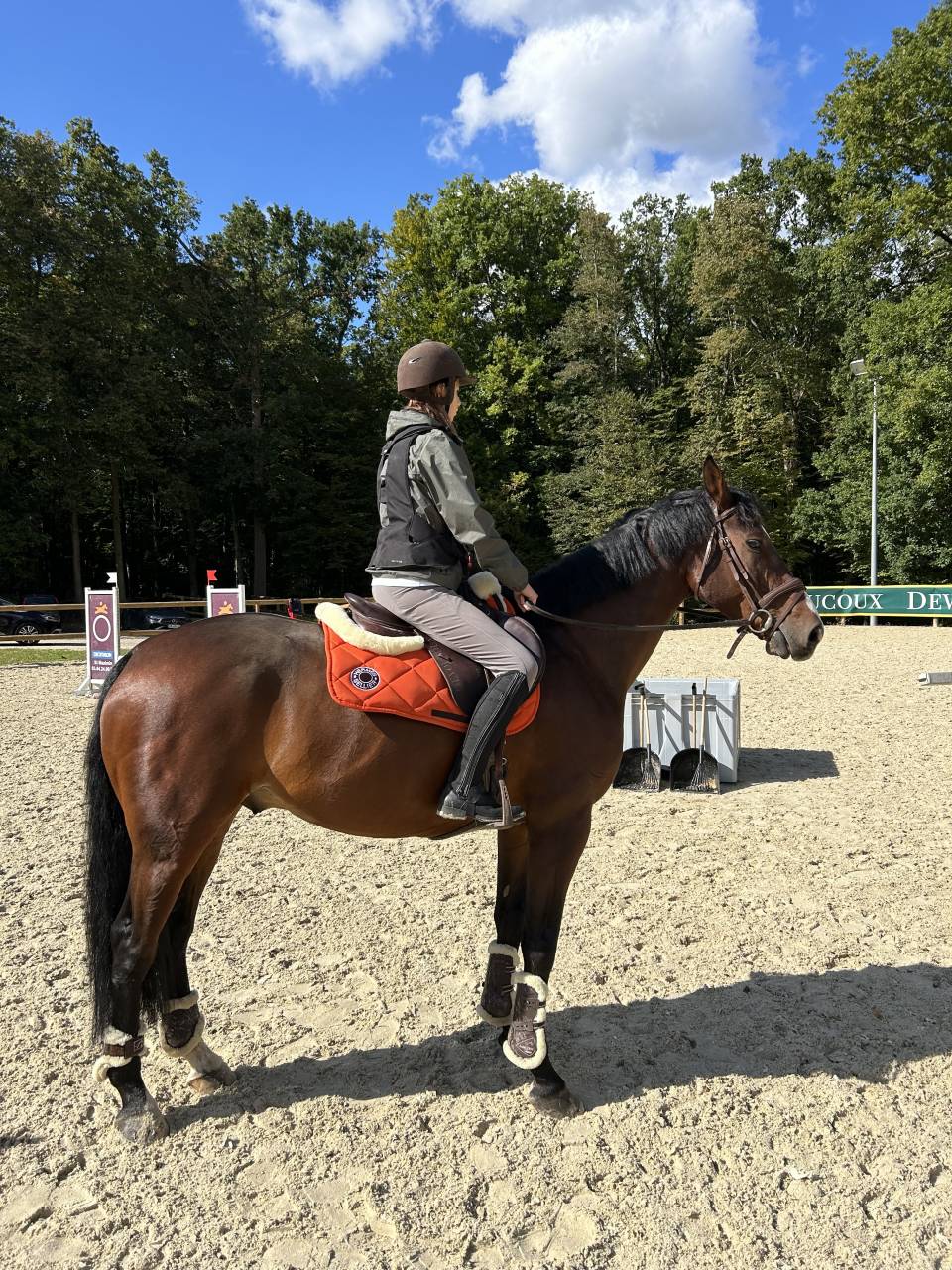 Gelding Selle Fran&ccedil;ais For sale 2014 Dark Bay