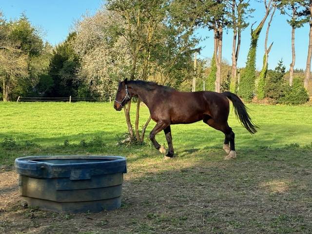 Mare Selle Fran&ccedil;ais For sale 2016 Dark Bay