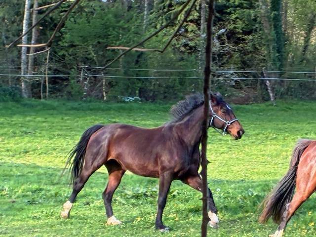 Mare Selle Fran&ccedil;ais For sale 2016 Dark Bay