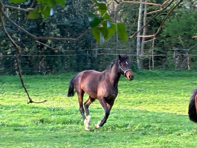 Mare Selle Fran&ccedil;ais For sale 2016 Dark Bay