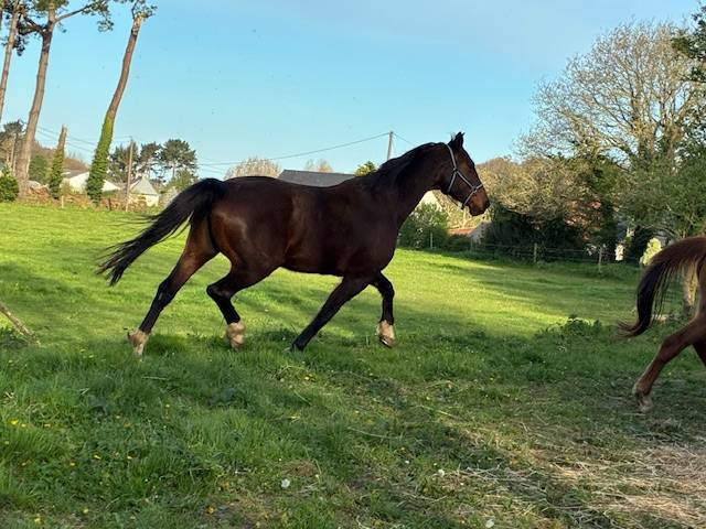 Mare Selle Fran&ccedil;ais For sale 2016 Dark Bay