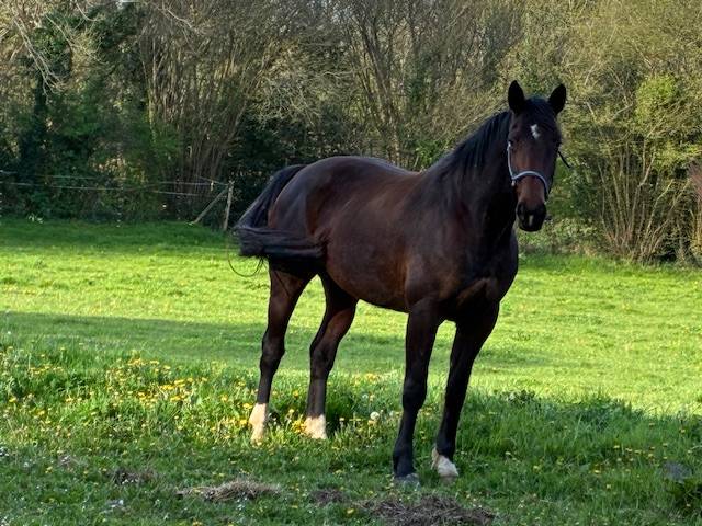 Mare Selle Fran&ccedil;ais For sale 2016 Dark Bay